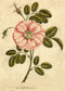 John Derian Paper Goods: Garden Rose 1,000-Piece Puzzle by John Derian, 9781648290817