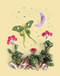Flora Forager: Butterfly Notecards by Bridget Beth Collins, 9781632172167