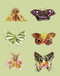 Flora Forager: Butterfly Notecards by Bridget Beth Collins, 9781632172167