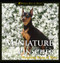 Miniature Pinscher (Reigning King of Toys) by Jacklyn E. Hungerland, 9781582451411