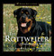 The Rottweiler (Centuries of Service) by Linda Michels, Catherine Thompson, 9780876050842