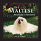 The Maltese (Diminutive Aristocrat) by Vicki Abbott, 9781582451602
