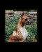 The Boxer (Family Favorite) - 9781582451275 by Stephanie Abraham, 9781582451275