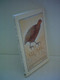 That Quail, Robert by Margaret Stanger, 9780060812461