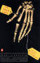 The Bone Lady (Life as a Forensic Anthropologist) by Mary H. Manhein, 9780140291926