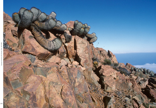 Xerophile, Revised Edition (Cactus Photographs from Expeditions of the Obsessed) by Cactus Store, 9781984859341