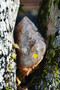 Sensory Crystal Healing (Gem Sorcery to Improve Your Wellbeing and Mindset) by Amaris, 9781786785244