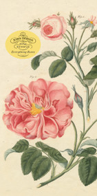 John Derian Paper Goods: Everything Roses Notepad by John Derian, 9781648291272