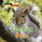 Forest Fun by Zoë Clarke, 9780711244191