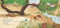 Lion Lullaby by Kate Banks, Lauren Tobia, 9781536209822