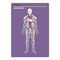 Things That Might Kill You (Deck): Things That Might Kill YOU by Knock Knock , 9781683490753