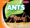 Ants - 9781538263198 by Bray Jacobson, 9781538263198