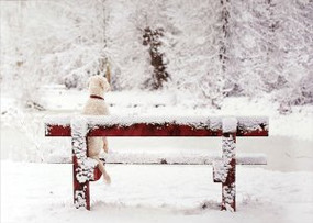Dog on Snowy Bench Deluxe Boxed Holiday Cards by , 9781441333827