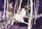 Doves in White Birches Deluxe Boxed Holiday Cards by , 9781441333773