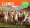 Llamas 1000 Piece Jigsaw Puzzle by , 9781441330611