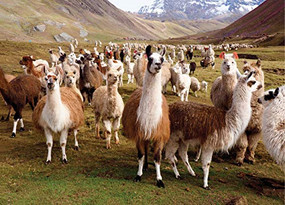 PUZZLE LLAMAS by , 9781441330611