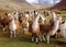 PUZZLE LLAMAS by , 9781441330611