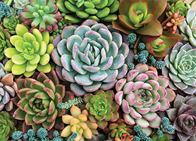 PUZZLE SUCCULENT GARDEN by , 9781441334961