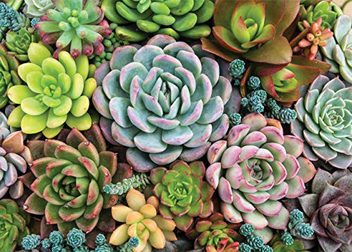 PUZZLE SUCCULENT GARDEN by , 9781441334961