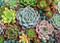 PUZZLE SUCCULENT GARDEN by , 9781441334961