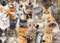 PUZZLE ALL THE CATS by , 9781441334947
