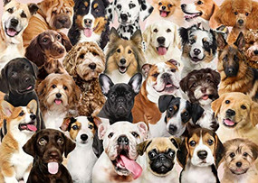 PUZZLE ALL THE DOGS by , 9781441333919