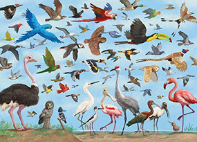 PUZZLE ALL THE BIRDS by , 9781441334930
