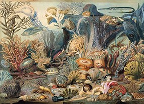 PUZZLE OCEAN LIFE by , 9781441330598