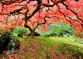 PUZZLE JAPANESE MAPLE TREE by , 9781441333377