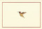 Hummingbird Flight Note Cards (Stationery, Boxed Cards) by Peter Pauper Press, Inc., 9781441316639