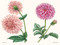 Dahlias (A Little Book of Flowers) by Tara Austen Weaver, Emily Poole, 9781632173614
