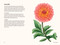 Dahlias (A Little Book of Flowers) by Tara Austen Weaver, Emily Poole, 9781632173614