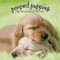 Pooped Puppies by Robin Haywood, 9781416245216
