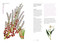 Herbal Handbook (50 Profiles in Words and Art from the Rare Book Collections of The New York Botanical Garden) by The New York Botanical Garden, 9781524759131