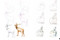 Draw 100: Animals (From basic shapes to amazing drawings in super-easy steps) by Susie Hodge, Jonathan Newey, 9781800920354