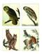 Audubon Owls (QuickNotes) by John James Audubon, 9781623258894