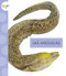 Las anguilas (Spanish Edition) by Mari Schuh, 9781681527369