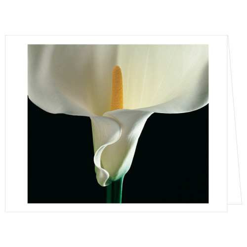 Mapplethorpe Flowers QuickNotes by The Robert Mapplethorpe Foundation, 9781933427034