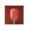 Mapplethorpe Flowers QuickNotes by The Robert Mapplethorpe Foundation, 9781933427034