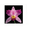 Mapplethorpe Flowers QuickNotes by The Robert Mapplethorpe Foundation, 9781933427034