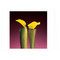 Mapplethorpe Flowers QuickNotes by The Robert Mapplethorpe Foundation, 9781933427034