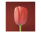 Mapplethorpe Flowers QuickNotes by The Robert Mapplethorpe Foundation, 9781933427034