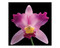 Mapplethorpe Flowers QuickNotes by The Robert Mapplethorpe Foundation, 9781933427034