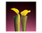 Mapplethorpe Flowers QuickNotes by The Robert Mapplethorpe Foundation, 9781933427034