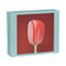 teNeues - QuickNotes: Mapplethorpe Flowers, Notecard Box, Blank Inside, 20 Full Color Notecards with 20 Classic White Envelopes, Gift Box, Magnetic Closure by teNeues, 9781933427034