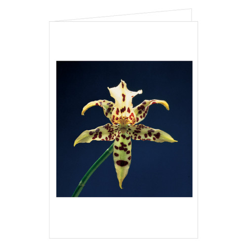 Mapplethorpe Flowers Notecard Box by The Robert Mapplethorpe Foundation, 9781933427041