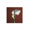Mapplethorpe Flowers Notecard Box by The Robert Mapplethorpe Foundation, 9781933427041