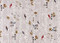 Birds in White Birches Deluxe Boxed Holiday Cards, 9781441339249