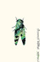 Cicada - 9780811230230 by Phoebe Giannisi, Brian Sneeden, 9780811230230