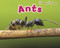 Ants - 9781410948144 by Rebecca Rissman, 9781410948144